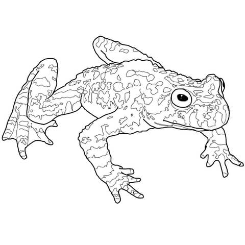 Fire Belly Toad Coloring Page